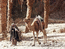 Странствующий бедуин со своим неизменным спутником - верблюдом.